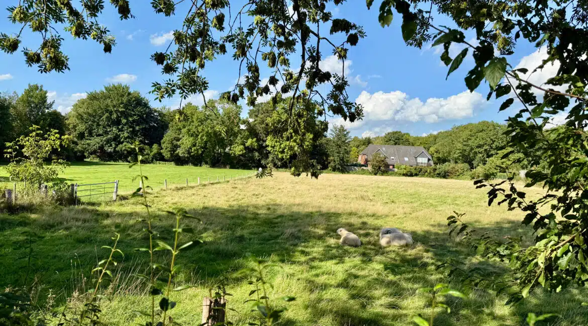 Blick hinterm Haus