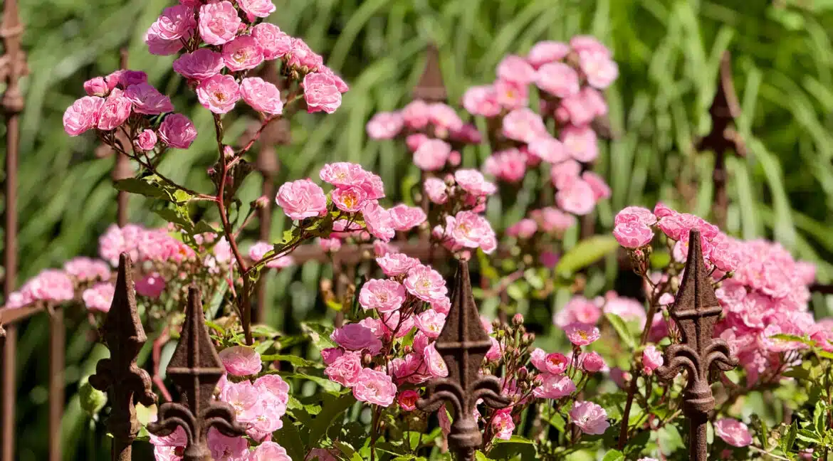 Detail Blumen