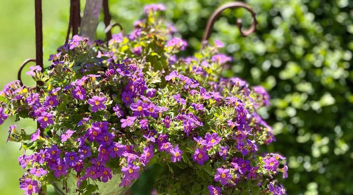 Detail Blumen.
