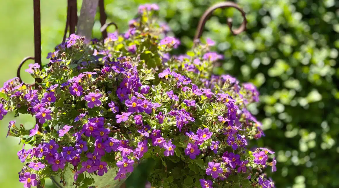 Detail Blumen.