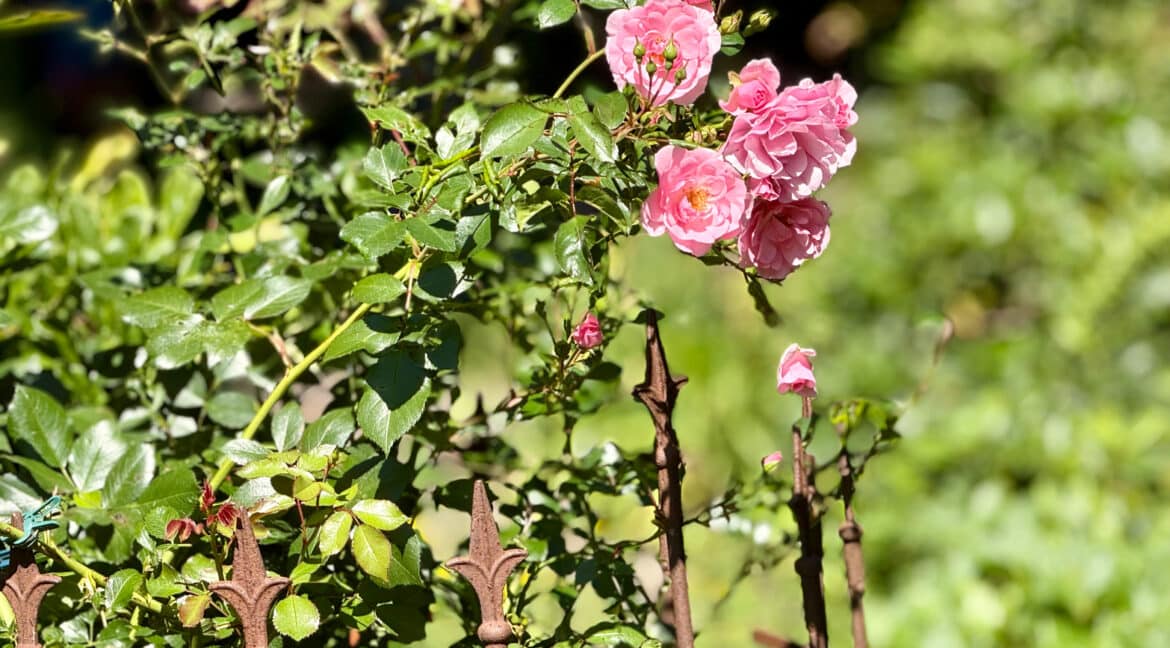 Detail Rosen