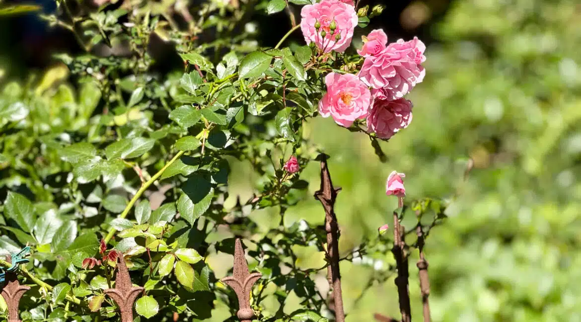 Detail Rosen